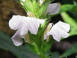 Image result for Acanthus mayaccanus