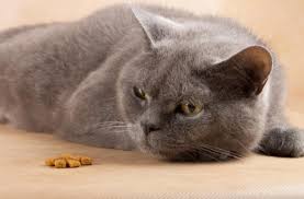 Is It Dangerous For Cats To Go Without Food Why Cat Won T Eat Petmd