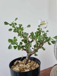 Image result for Monsonia