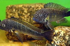 Tropheus Murago Tanzania In 2020 Aquarium Fish Cichlids Tanzania