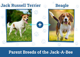 Jack-A-Bee Dog Breed: Info, Pictures, Care Guide & More