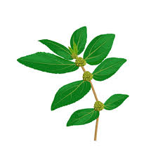 Image result for Euphorbia hirta