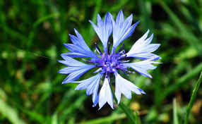 Prestigeflowers.co.uk has been visited by 10k+ users in the past month Cornflower 9cm Centaurea Cyanus Buy Online For Delivery Across The Uk Huge Range Of Seeds Bulbs And Plants Available In 2021 Cornflower Flowers Sun Loving Plants