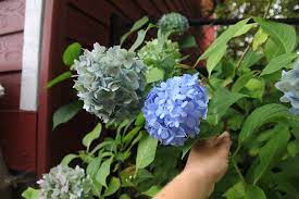How To Dry Hydrangeas And Make A Dried Hydrangea Wreath A Country Girl S Life In 2020 Dried Hydrangeas Dried Flowers Diy Hydrangea Wreath Diy