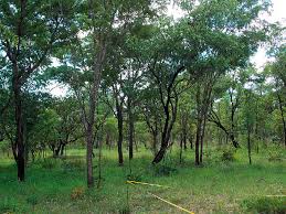 Image result for Pteleopsis anisoptera