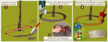 Comment Deplacer Un Arbre Ooreka