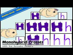 The worksheet is an assortment of 4 intriguing pursuits that will enhance your kid's knowledge and abilities. Monohybrids And The Punnett Square Guinea Pigs Youtube