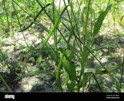 Image result for Tricliceras lobatum