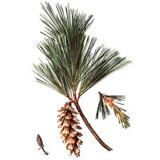 Image result for Pinus