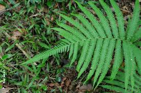 Image result for Amblovenatum opulentum