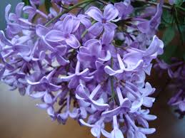 Lilacs Purple Lilacs Best Smelling Flowers Smelling Flowers Lilac Tree