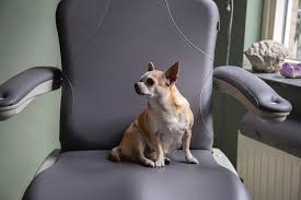 Researchers believe that dominance is a trait that develops in some dogs from when they are very young and that puppies that push other members of their litter off their mother's teats are likely to become dominant dogs. A Small Dog Sitting On Clinical Chair Photograph By Cavan Images