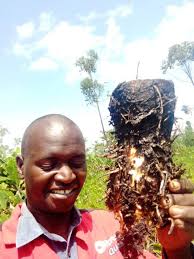 2 farmers making millions from arrow root farming in Kenya