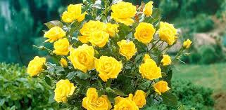 This yellow hybrid tea with a hint of green, loves heat and thrives on it. Gardenarium Standard Hybrid Tea Roses