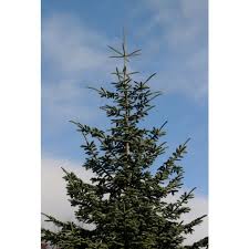 Douglas Fir Trees For Sale Douglas Fir For Sale Douglas Fir Tree Chief River Nursery