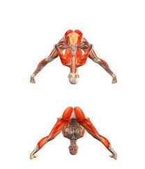 Prasarita Paddotanasana Wide Legged Forward Bend With Hands In Namaste Yoga Com Yoga Anatomy Yoga Poses Advanced Yoga Asanas