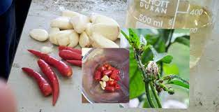 Apa yang anda perlukan hanyalah bawang putih dan cili padi. Akak Tolong Jangan Membazir Duit Begini Cara Buat Racun Serangga Organik Guna Cili Bawang Putih My Info Berita