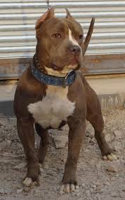 Black White And Brown Pitbull Chocolate And White Pitbull Puppies Dog Gallery Images Pitbull Puppies White Pitbull Puppies Pitbulls