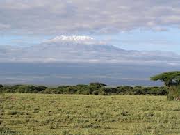 Image result for Hermannia quartiniana