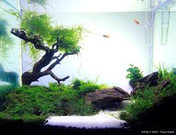 Aquascape Image By Stephanus Mardianto Aquascape Aquarium Fish Tank