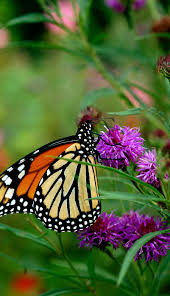 Image result for Vernonia zanzibarensis