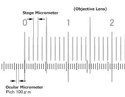 An Example Of An Ocular Micrometer Ocular Micrometers Are Used To Measure Parasites And Various Internal Structures Size Differ Micrometer Microscopic Ocular