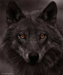 The Wolf Second Most Beautiful Animal In The World Wolf Dog Animals Beautiful Wolf Eyes