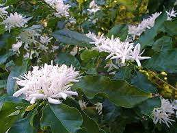 Plants for cool and shaded spaces. 14 Easy To Grow Fragrant Tropical Flowering Plants Dengarden
