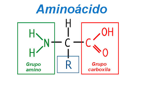 Proteínas: mapa mental, resumo, função, tipos - Brasil Escola