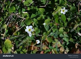 Image result for Oxalidaceae