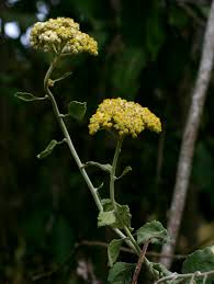 Image result for Helichrysum panduratum