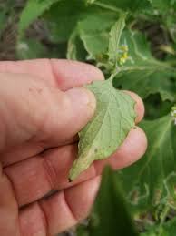 Image result for Nicolasia nitens