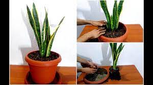 I can only add that you make sure all the mix is the same in all pots, i use 50% perlight, 40 coarse construction sand that has been washed. Repotting Snake Plant Steps On How To Repot Snake Plants