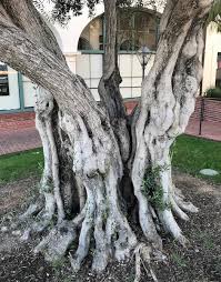 Check spelling or type a new query. February Tree Of The Month Olive Tree Edhat