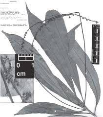 Image result for Argomuellera