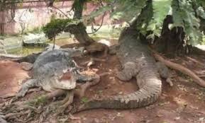 Taman buaya asam kumbang merupakan taman penangkaran reptil buaya terbesar di indonesia. 10 Gambar Taman Budaya Tangerang Harga Tiket Masuk Lokasi Alamat Villa Di Sekitar Wisata Banyak Penangkaran Jejakpiknik Com