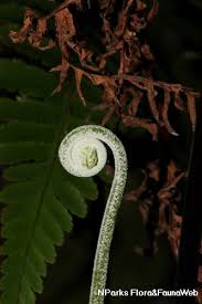 Image result for Pityrogramma aurantiaca