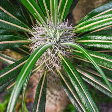 Image result for Pachypodium lamerei