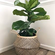 7wunderbar Seegras Korb Blumentopf Stroh Blumenkorb Waschekorb Faltbar Aufbewahrungskorb Gross Mit Griff Fur Kinderzimmer Ba In 2020 Blumenkorb Korbe An Wand Blumentopf