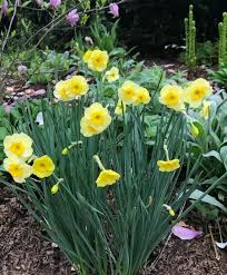 Daffodil Bulbs Mini Daffodil Sun Disc Multiple Blooms Per Stem Great For Naturalizing Bulb Flowers Planting Bulbs Daffodil Bulbs