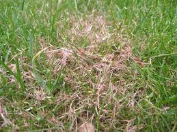 Any ideas as to what made that happen and how to fix? Why Is My Grass Green On Top But Brown Underneath 5 Common Causes Explained Finestlawns Com