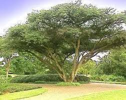 Image result for Acacia sieberiana