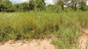 Image result for Phragmites mauritianus