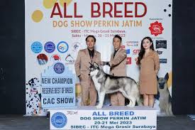 Just Arjuna Siberian Husky (@just.arjuna) • Instagram photos and videos