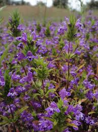 Image result for Pogonospermum subsessile