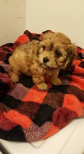 Cavachon puppies are a hybrid breed between the cavalier king charles spanieland bichon frise. Cavachon Puppies Home Facebook