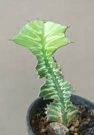 Image result for Euphorbia bougheyi