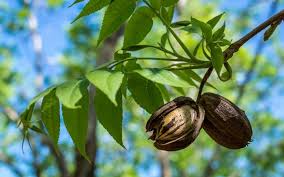We did not find results for: How To Take Care Of Your Pecan Trees Nutroo