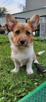 Rumble approves of a lake day.