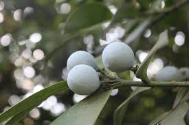 Image result for Nageia